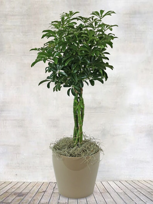 Umbrella Tree